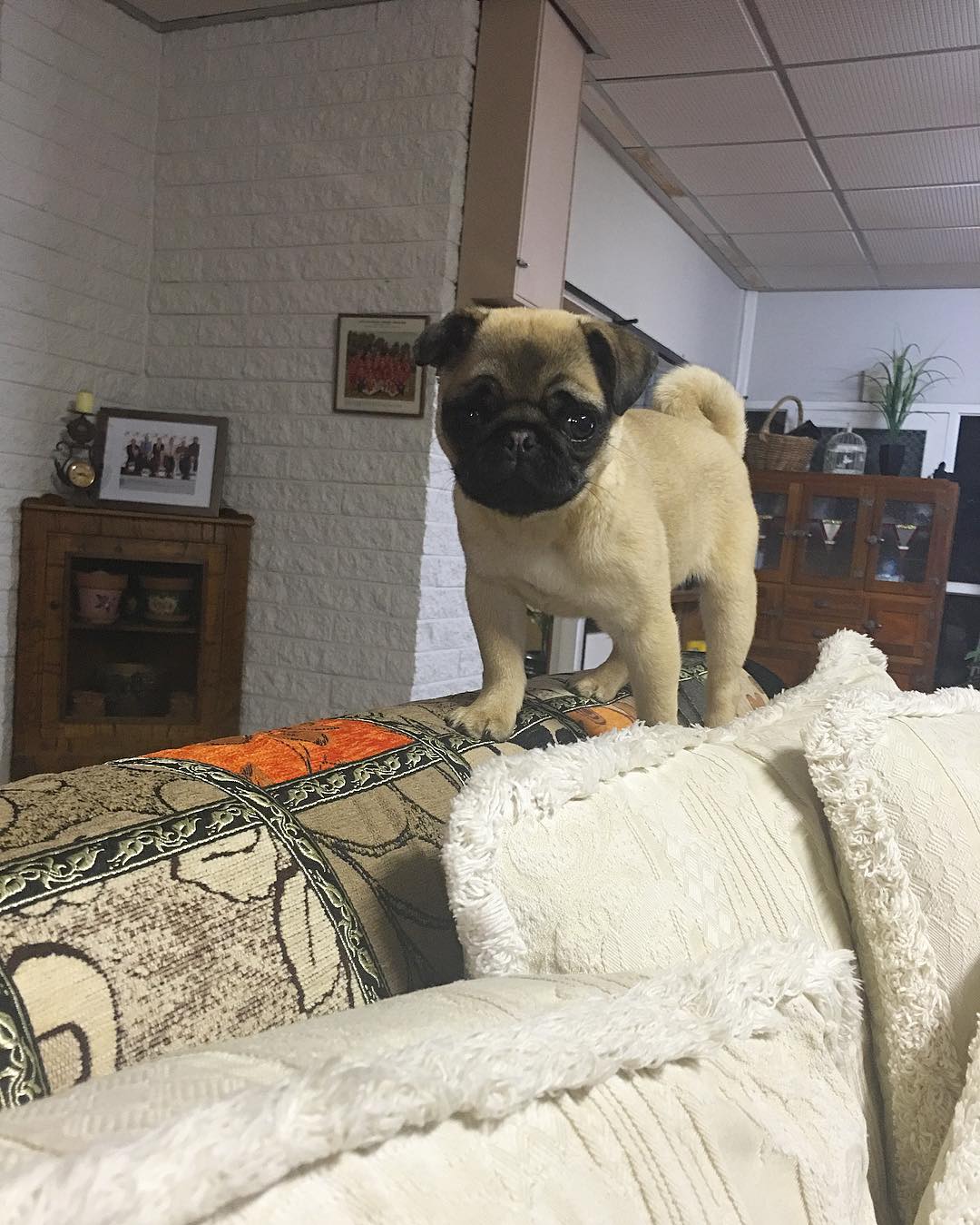Ollie Pug puppy